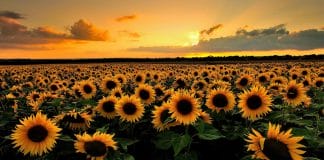 多想,把日子过成葵花的坚强