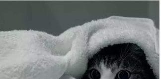 胡杨林《香水有毒》