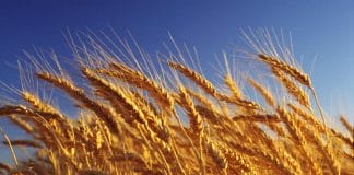 李健 孙俪《风吹麦浪》